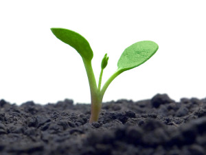 Green sprout on white background (isolated).